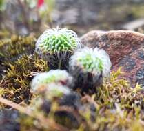 Image of Stylidium soboliferum F. Müll.