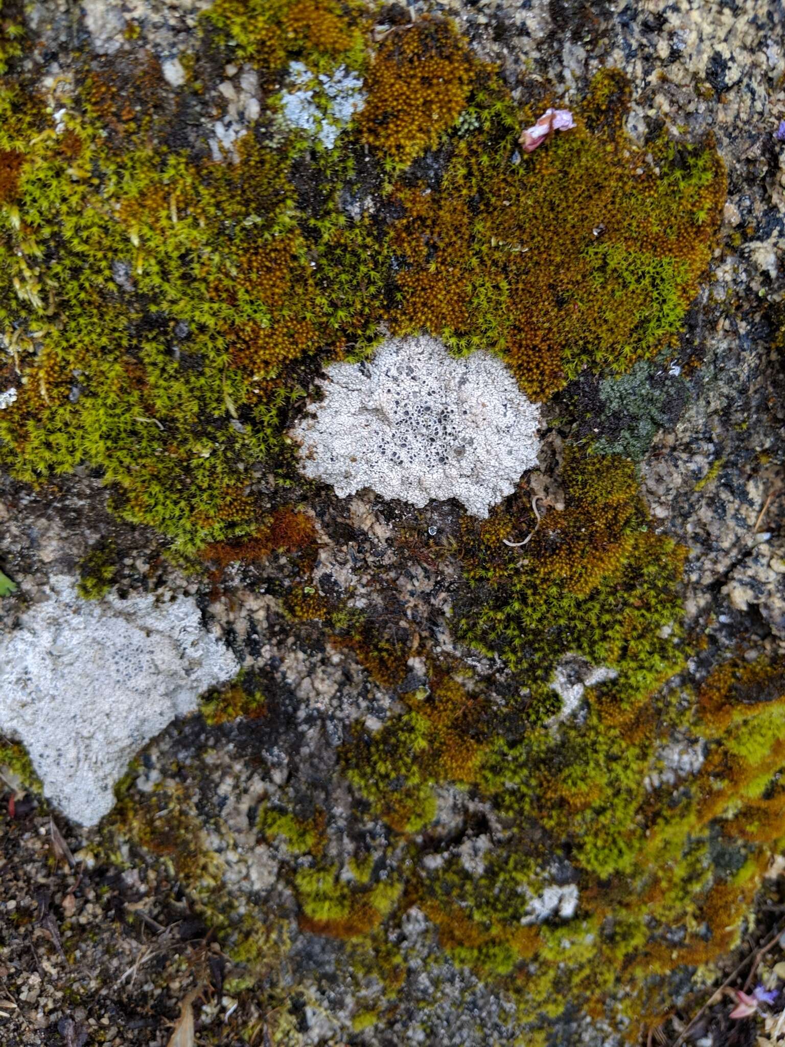 Image of crater lichen