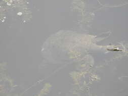 Image of Northern Chinese softshell turtle