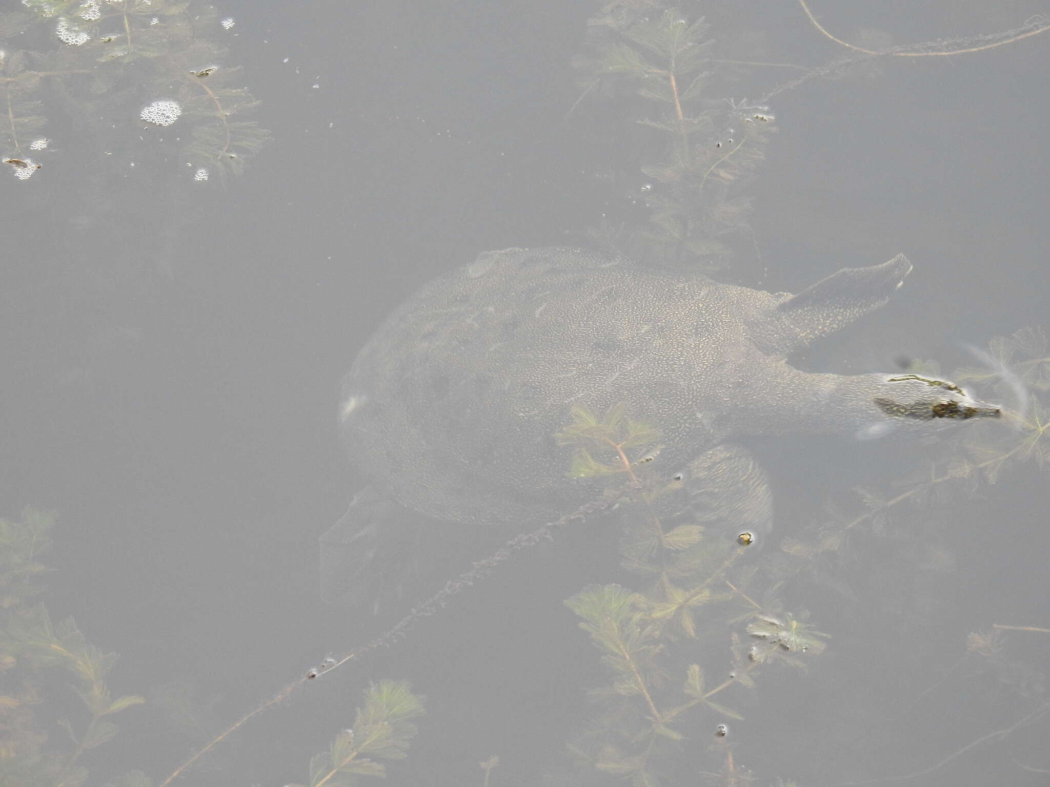 Image of Northern Chinese softshell turtle