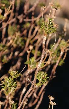 Image of Euryops marlothii B. Nordenst.