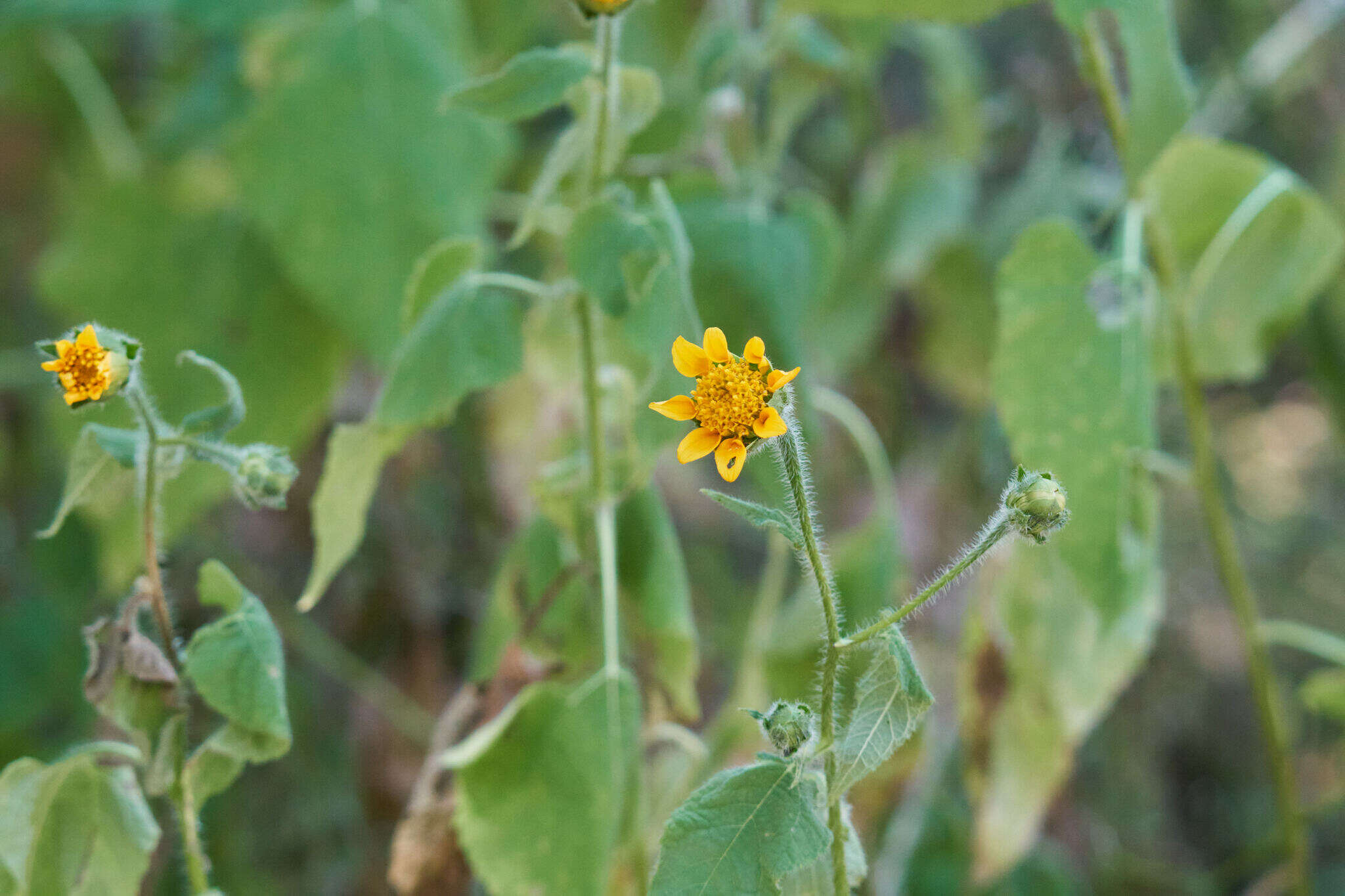 صورة Tithonia thurberi A. Gray