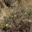 Image of Calceolaria triloba Edwin