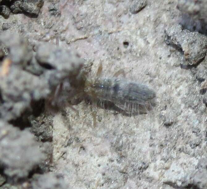 Image of Springtail