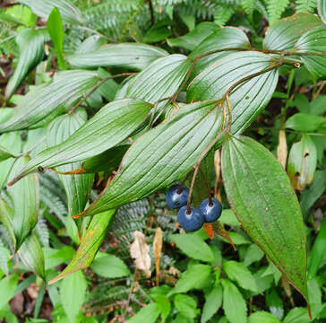 Image of Disporum cantoniense (Lour.) Merr.