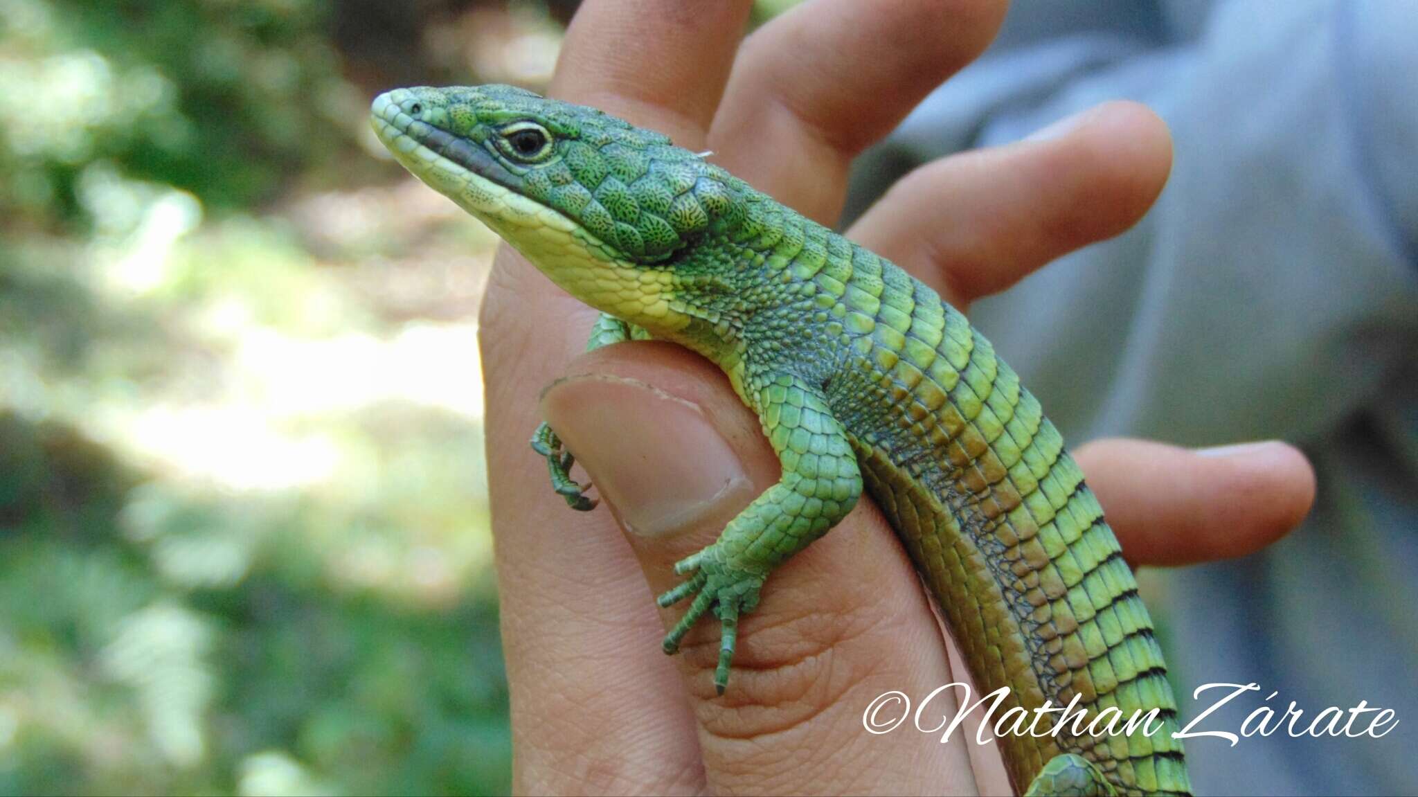 Слика од Abronia graminea (Cope 1864)