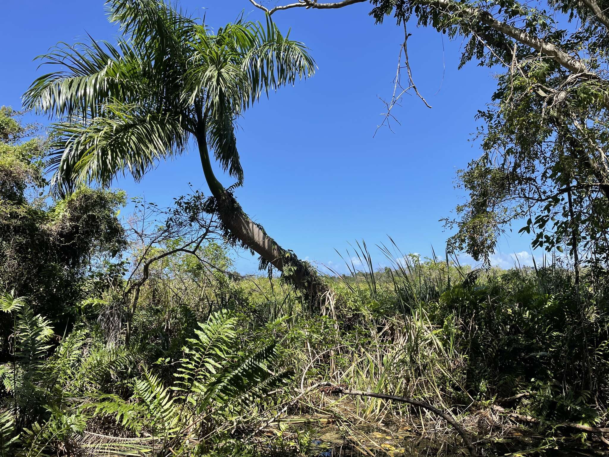 Image of Puerto Rico royal palm