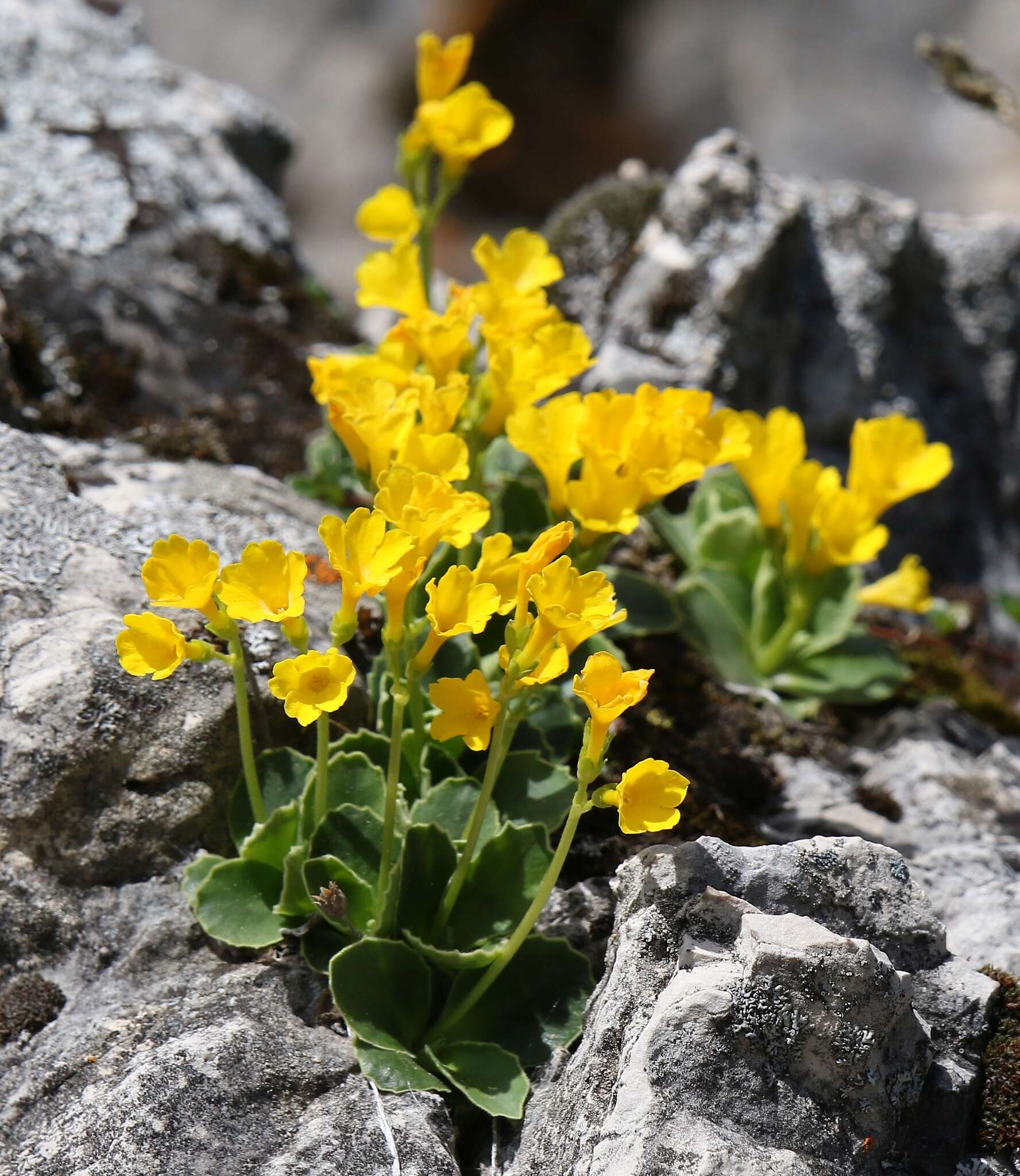 Image of Primula auricula L.