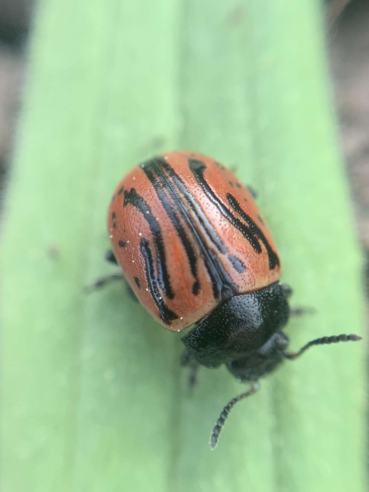 Image of Calligrapha (Calligrapha) sigmoidea (J. L. Le Conte 1859)