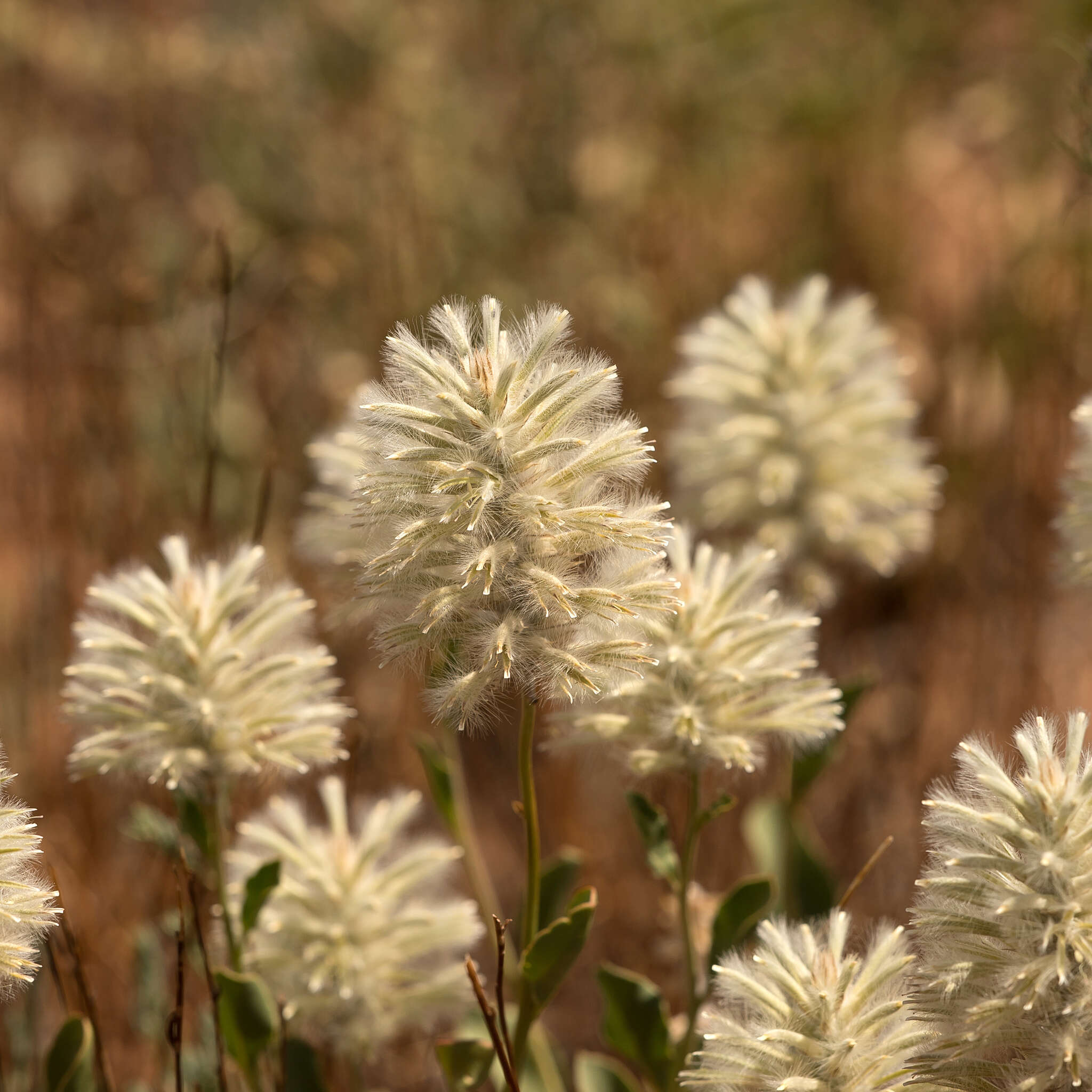 Image of Ptilotus nobilis F. Müll.