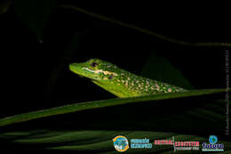 Image of Andes  Anole