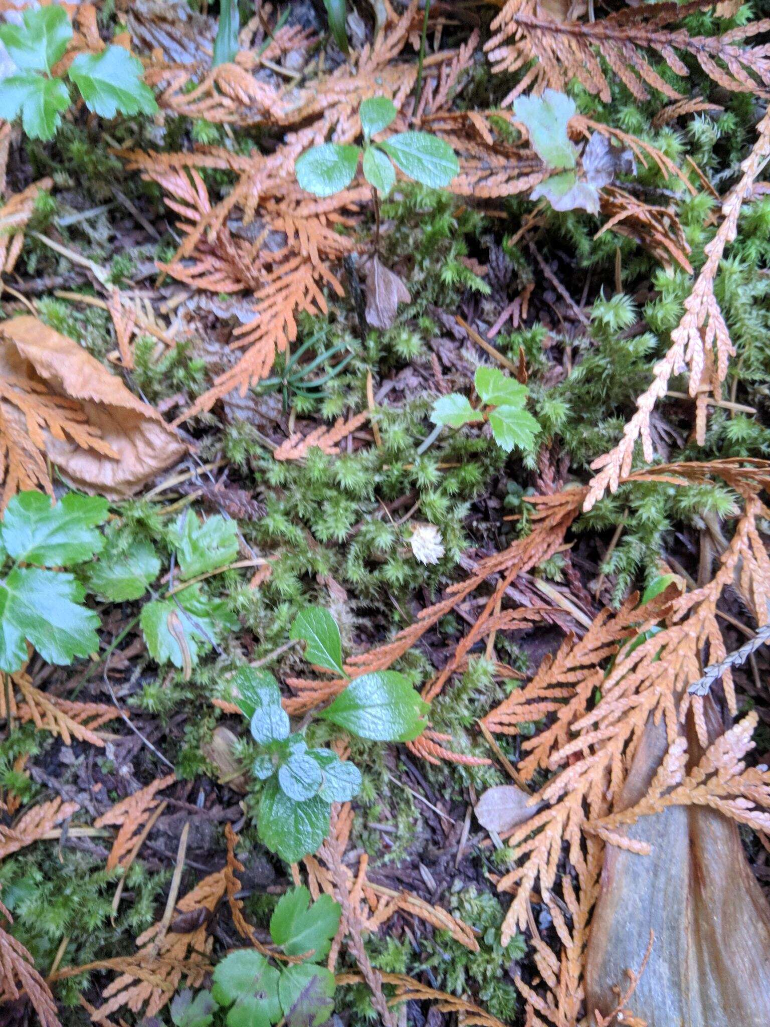 Image of Linnaea borealis var. longiflora Torr.