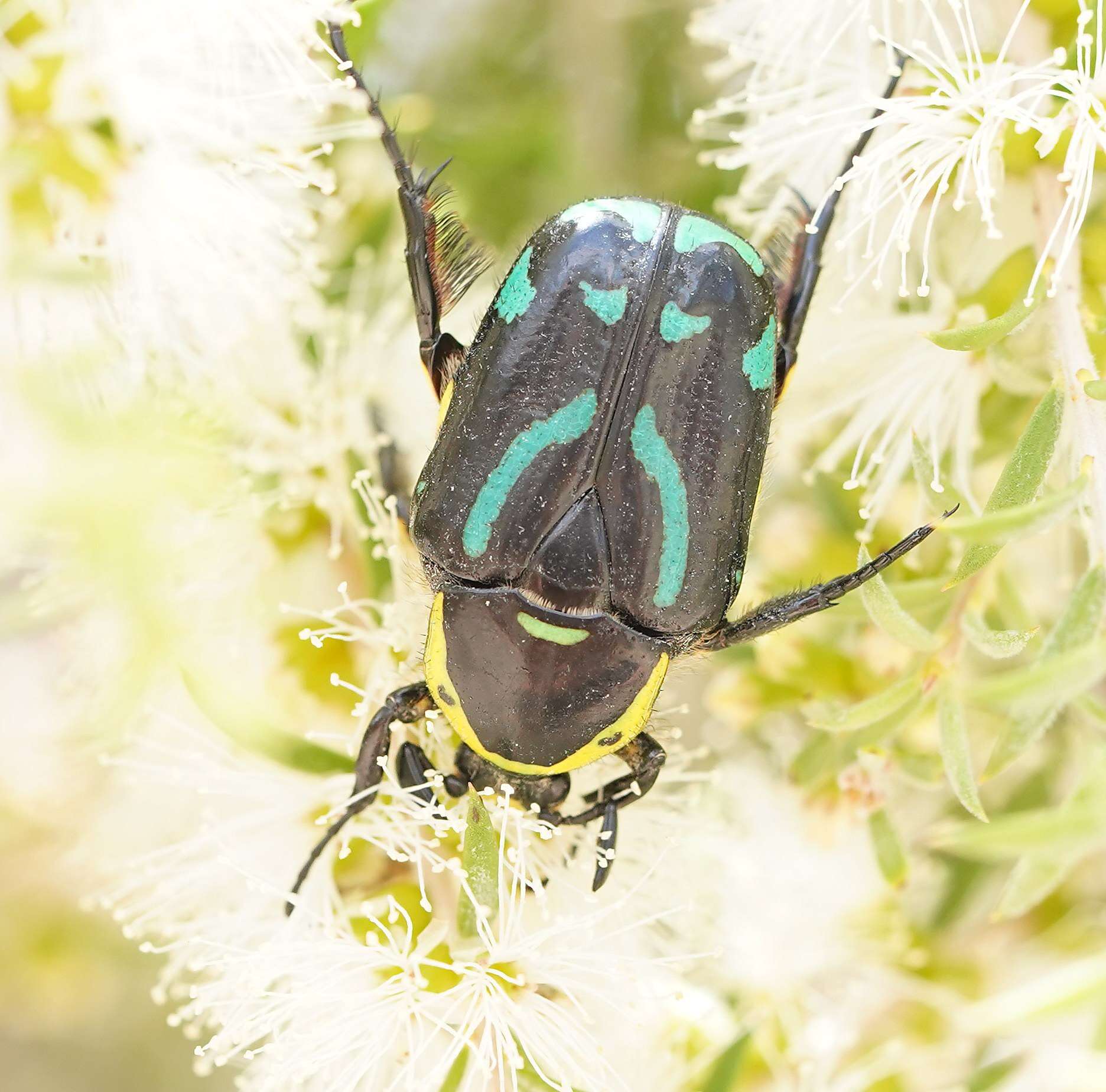 Chlorobapta frontalis (Donovan 1805) resmi