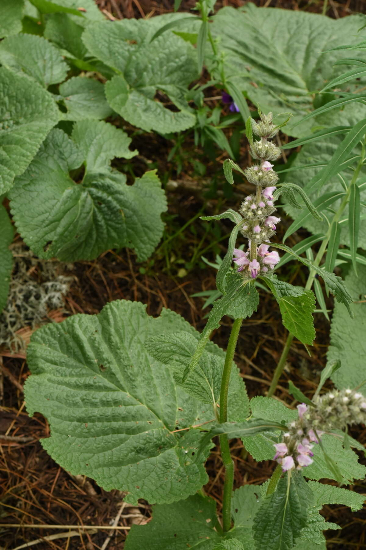 Image of Phlomoides alpina (Pall.) Adylov, Kamelin & Makhm.