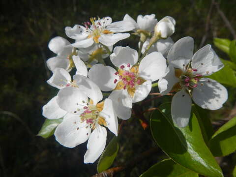 Plancia ëd Pyrus communis L.