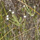 Image of Phylica mairei Pillans