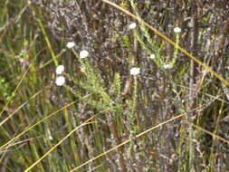 Image of Phylica mairei Pillans