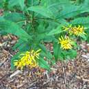 Image de Senecio ovatus subsp. ovatus