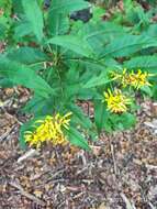 Image de Senecio ovatus subsp. ovatus