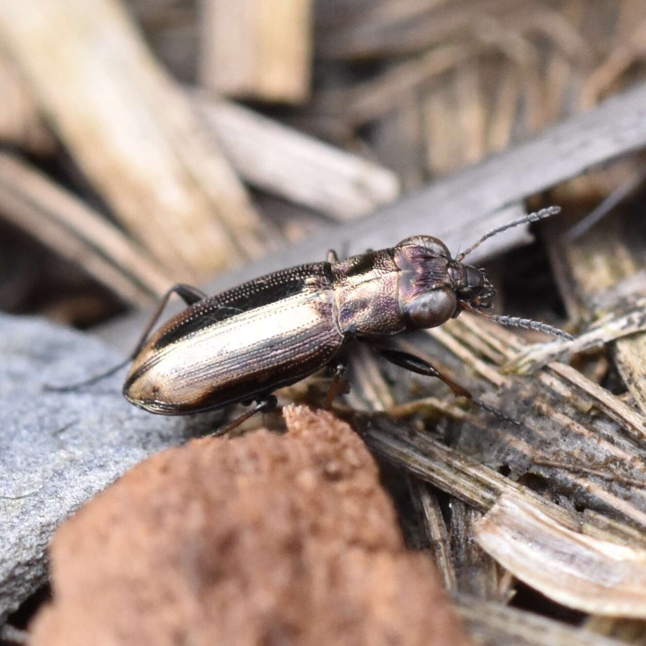 Image of Big-Eyed Bronze Beetle