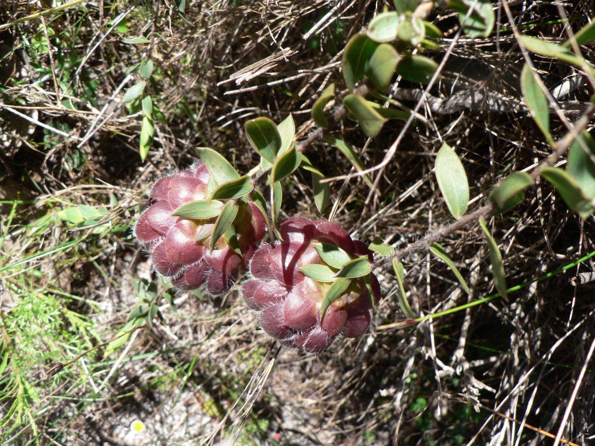 Image of Liparia parva Walp.