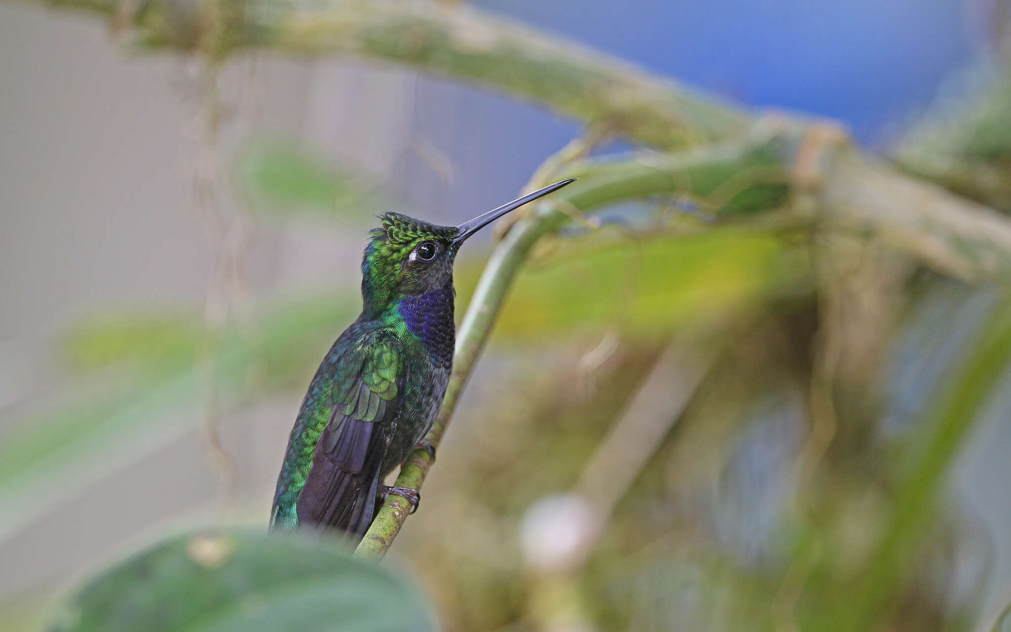 Imagem de Campylopterus villaviscensio (Bourcier 1851)