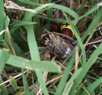 Image of Cicadatra platyptera Fieber 1876