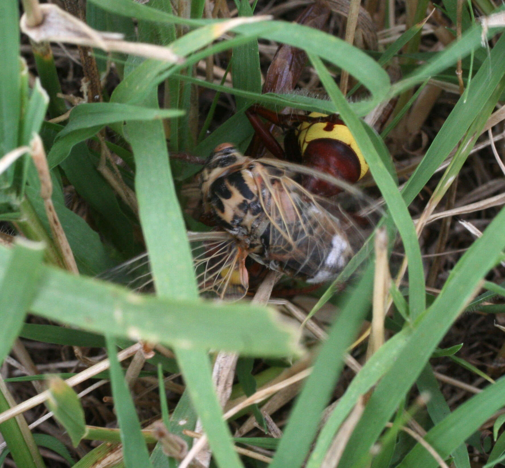 Image of Cicadatra platyptera Fieber 1876