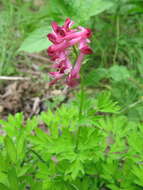 Image of Corydalis buschii Nakai