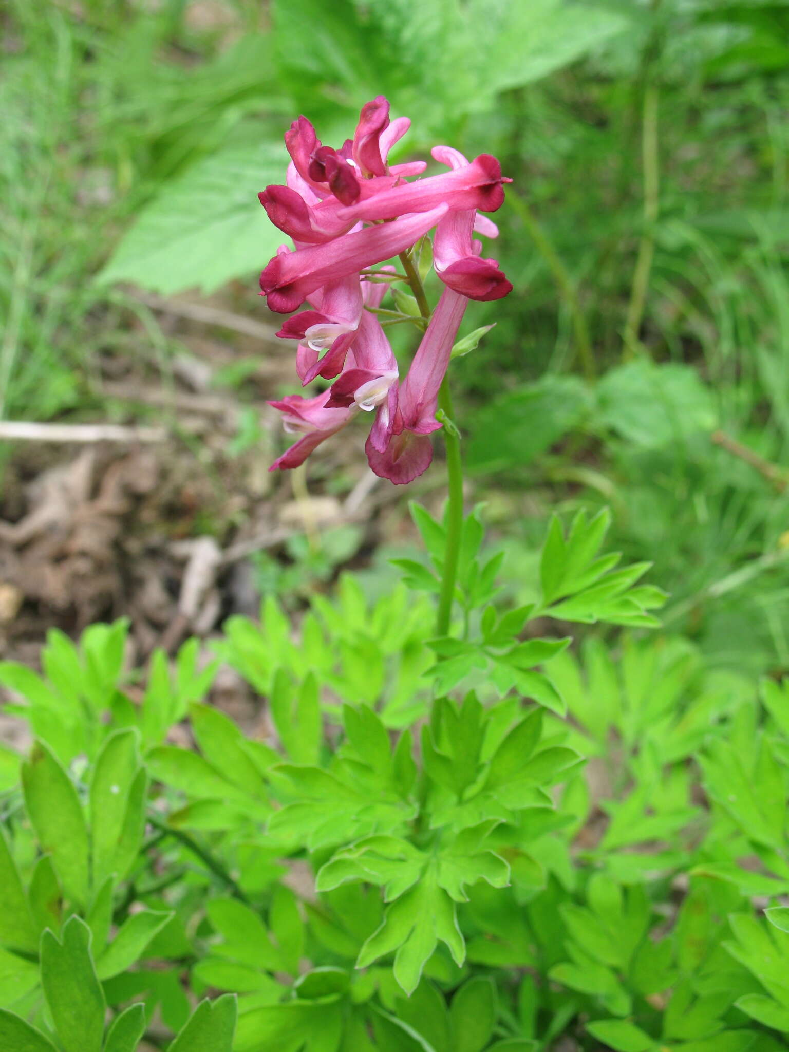 Image of Corydalis buschii Nakai