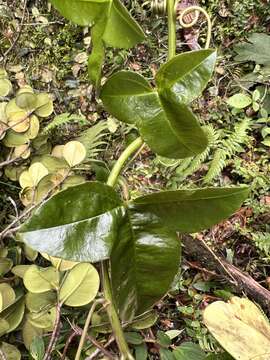 Sivun Passiflora cumbalensis Harms kuva