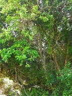 Image of Forest knobwood