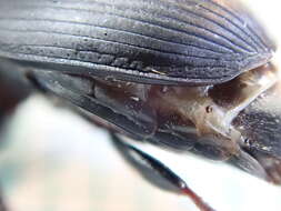 Image of Harpalus (Harpalus) tardus (Panzer 1796)