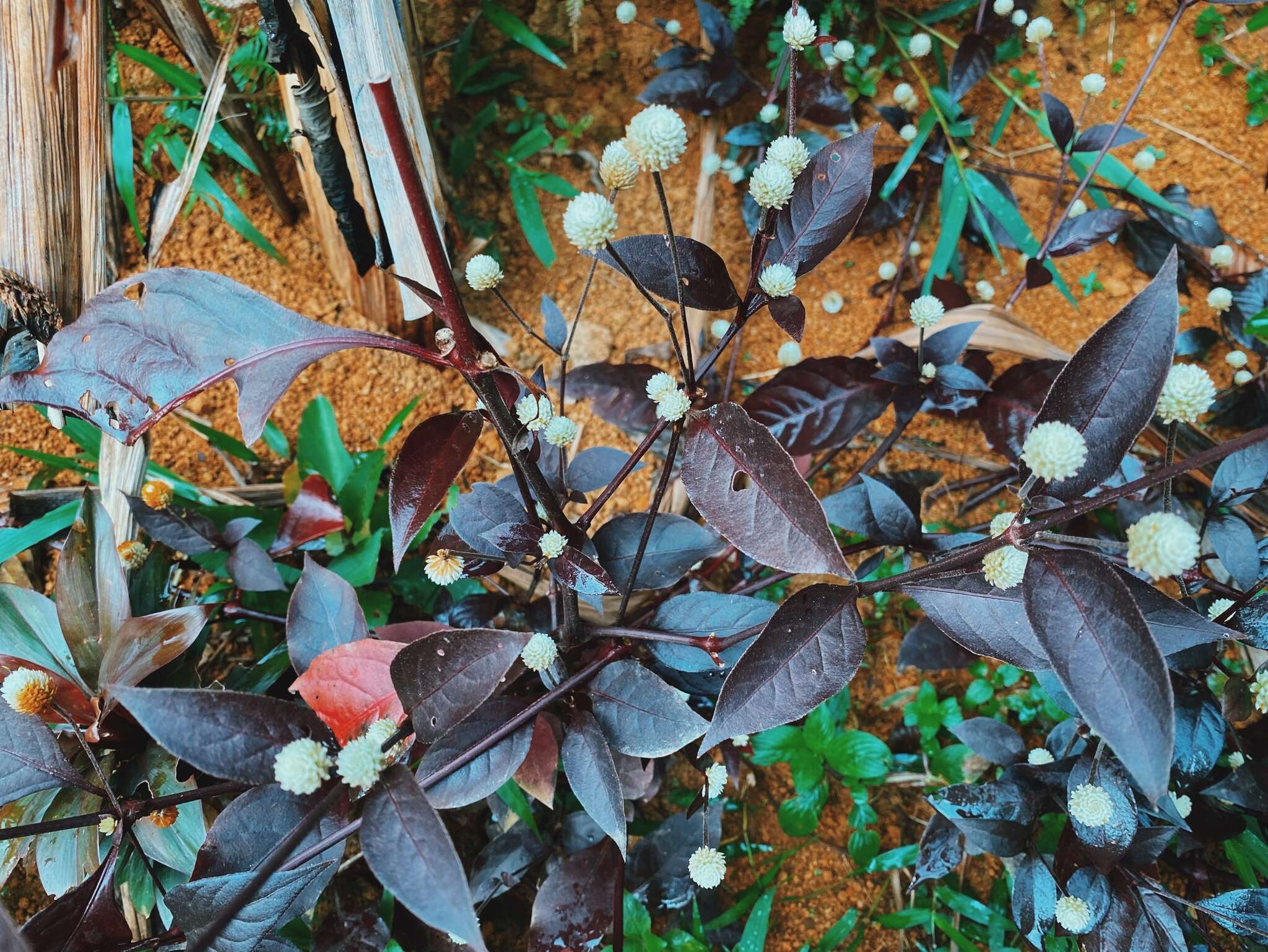 Image of Brazilian joyweed