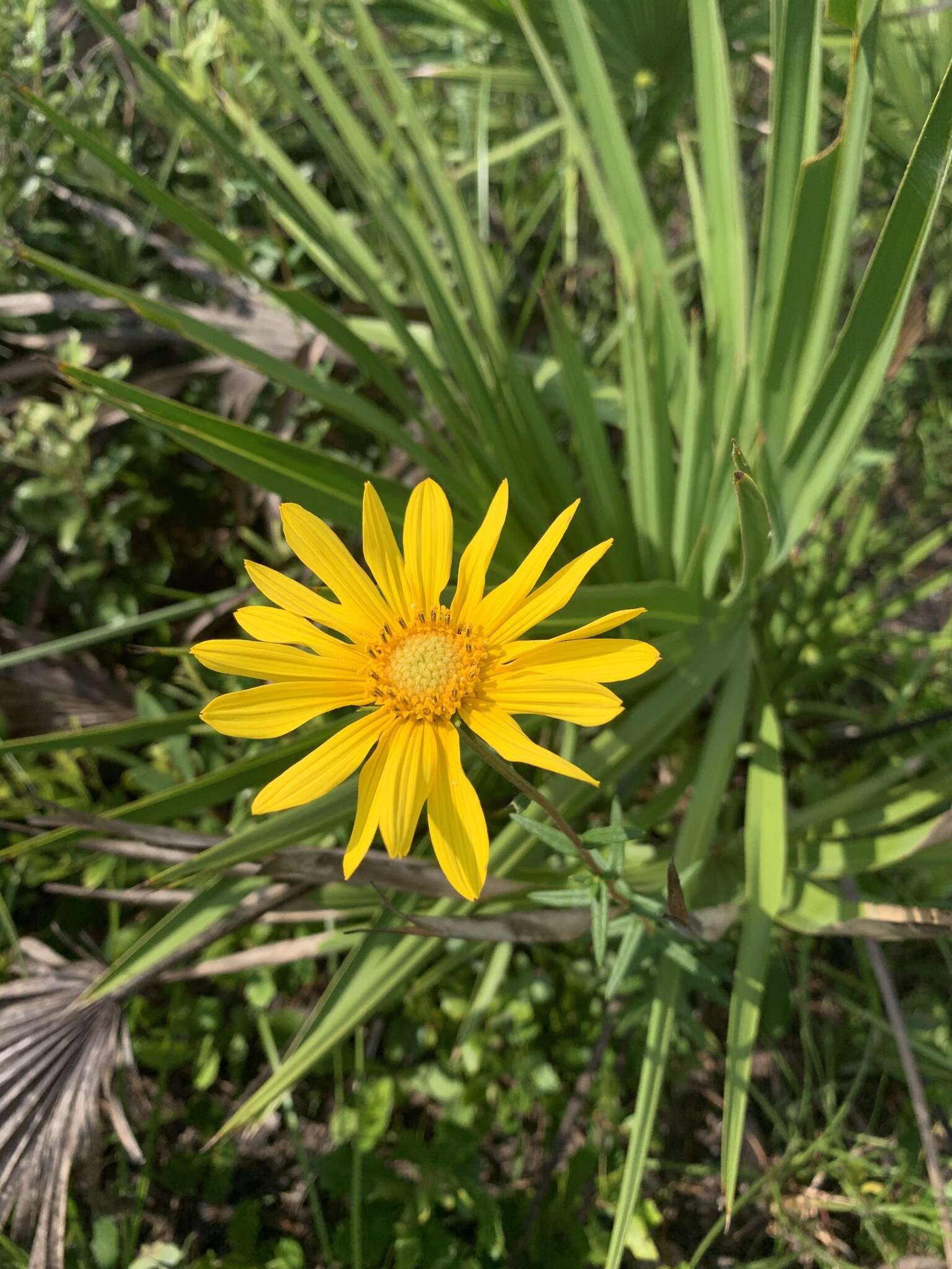 Imagem de Phoebanthus grandiflora (Torr. & A. Gray) Blake