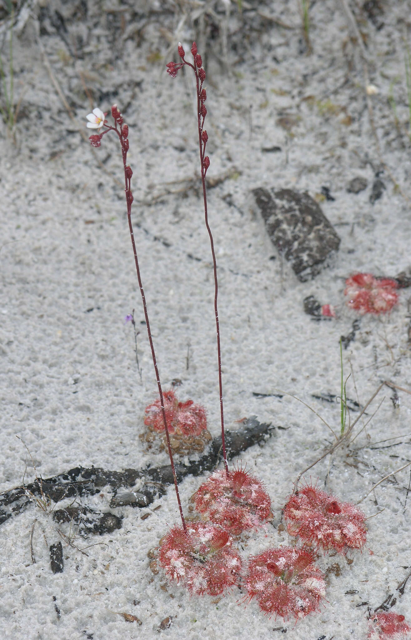 Imagem de <i>Drosera burmanni</i>