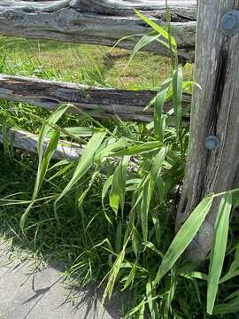 Image of Texas signalgrass