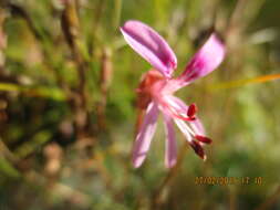 Image of Pelargonium coronopifolium Jacq.