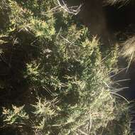 Image of Juniperus monticola subsp. compacta