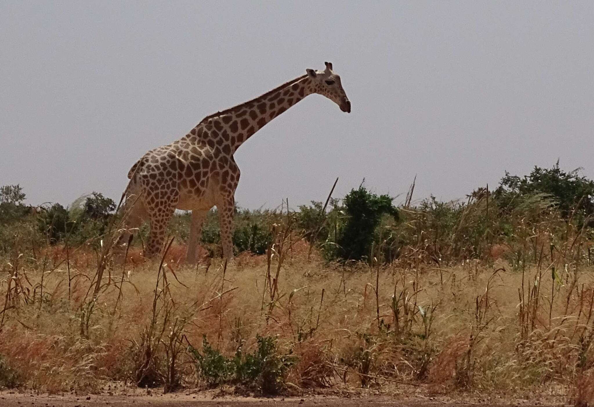 Image of West African Giraffe