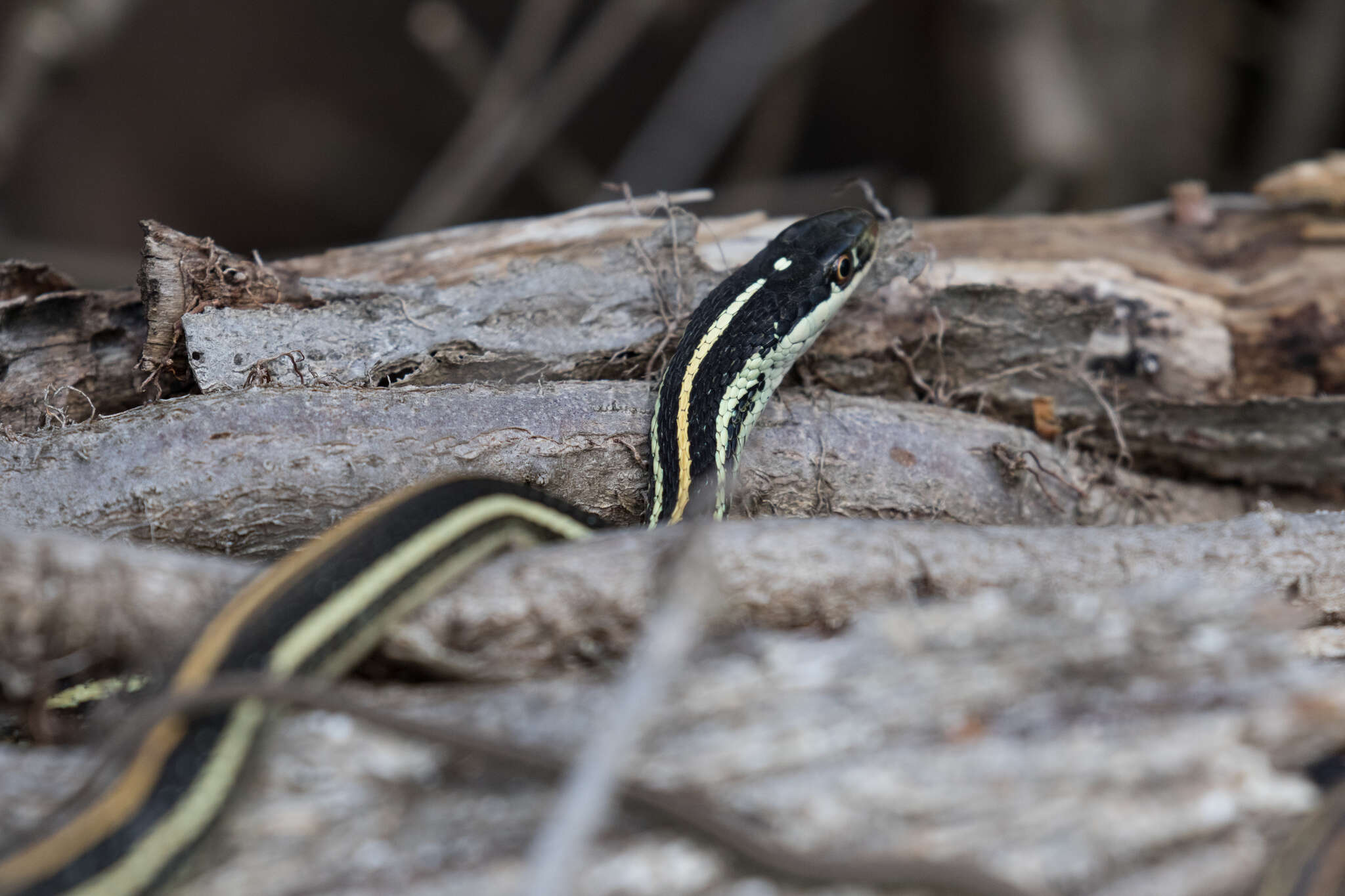 Image of Thamnophis proximus proximus (Say ex James 1823)