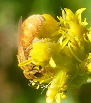 Image of Viereck's Dialictus