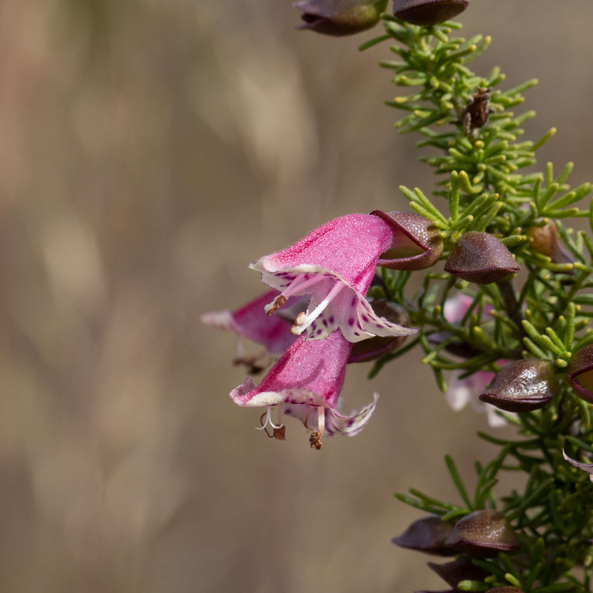 Image of Prostanthera florifera B. J. Conn