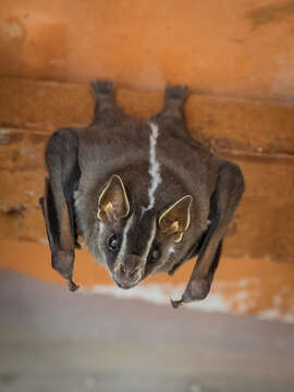 Image of white-lined broad-nosed bat