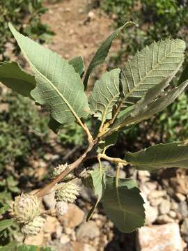 Image of Brant's oak