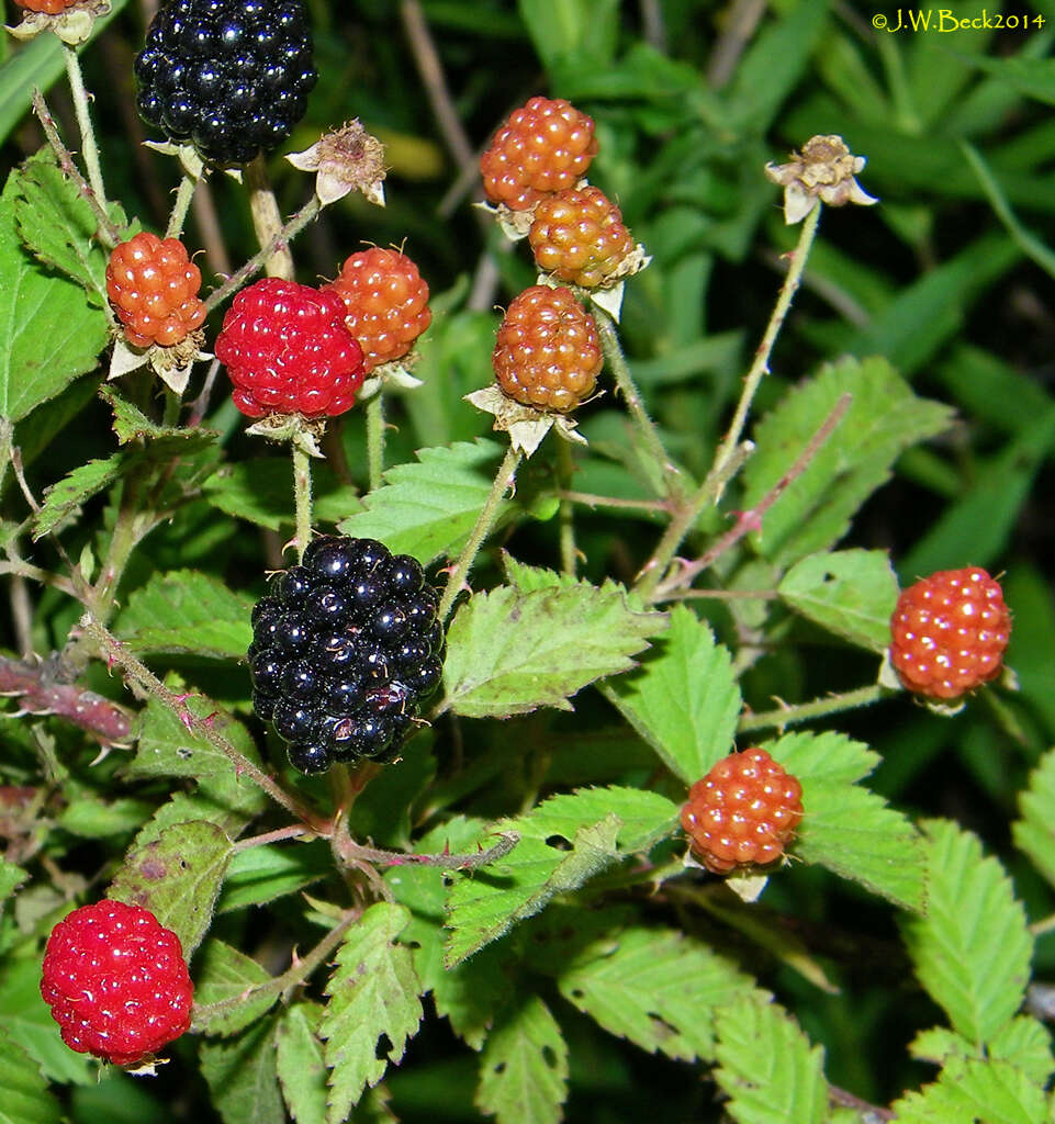 Слика од Rubus pensilvanicus Poir.