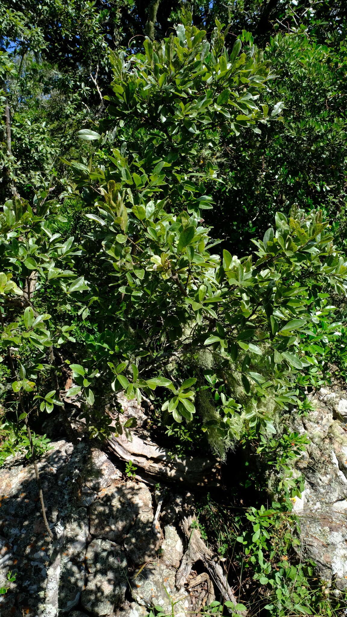 Image of Combretum vendae var. glabratum N. Hahn