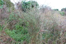 Image of Olearia virgata var. lineata Kirk