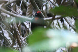 Image of Sooty Ant Tanager