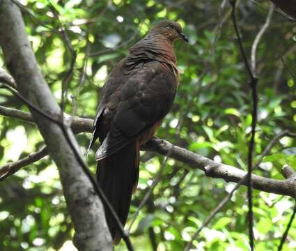 Image of Brown Cuckoo-Dove